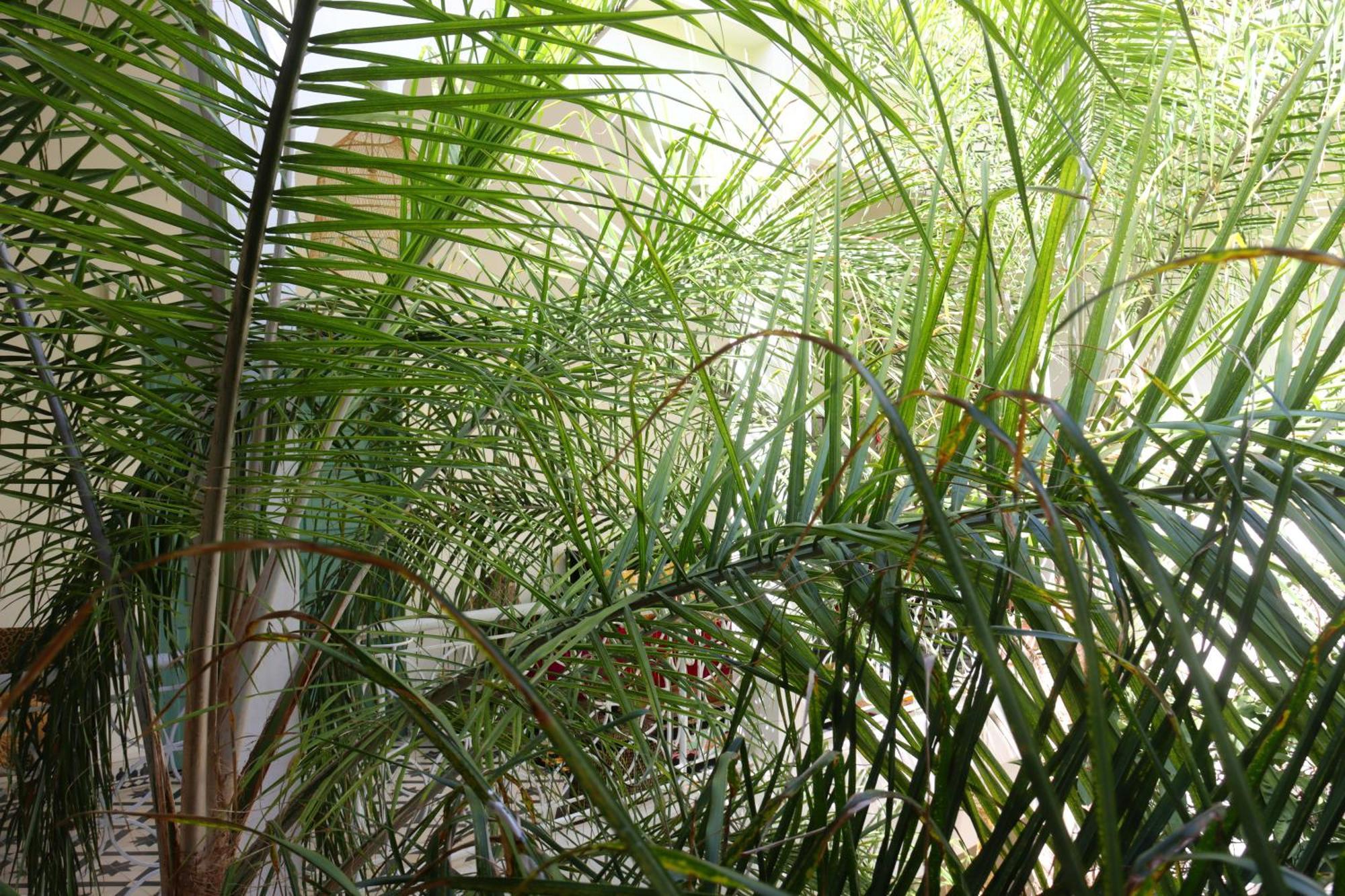 Riad Naanaa Bed & Breakfast Marraquexe Exterior foto